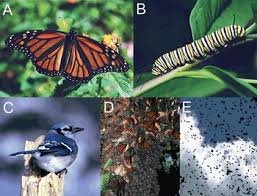 Image result for Cambridge Monarchs