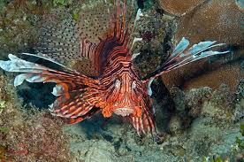 Image result for Pterois volitans