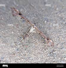 Attēlu rezultāti vaicājumam “Platyptilia gonodactyla”