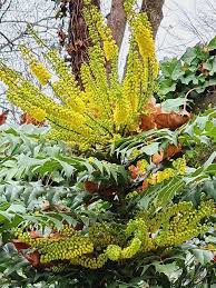 Attēlu rezultāti vaicājumam “Berberis”