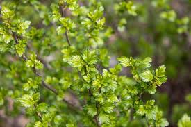 Attēlu rezultāti vaicājumam “Ribes alpinum leaf”