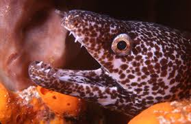 Image result for Gymnothorax moringa