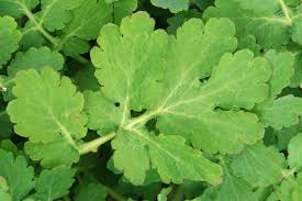 Attēlu rezultāti vaicājumam “Chelidonium majus leaf”