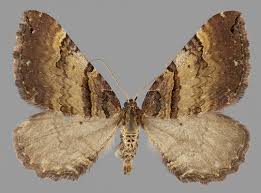 Attēlu rezultāti vaicājumam “Earophila badiata”