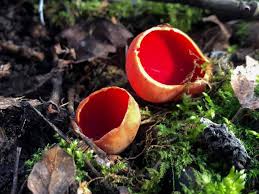 Attēlu rezultāti vaicājumam “Sarcoscypha austriaca”