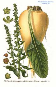 Image result for Beta vulgaris