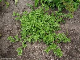 Attēlu rezultāti vaicājumam “Potentilla supina leaf”
