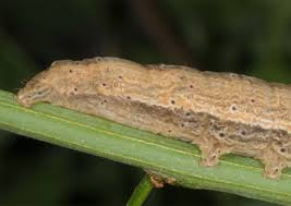 Attēlu rezultāti vaicājumam “Lygephila viciae”