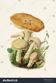 Attēlu rezultāti vaicājumam “Rozites caperata”