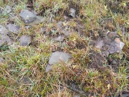 Attēlu rezultāti vaicājumam “Carex viridula”