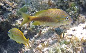 Image result for Haemulon plumierii