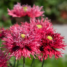 Attēlu rezultāti vaicājumam “Papaver somniferum”