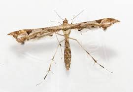 Attēlu rezultāti vaicājumam “Platyptilia gonodactyla imago”