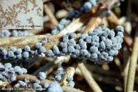 Attēlu rezultāti vaicājumam “Badhamia foliicola spores”