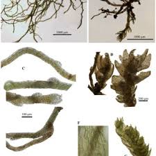 Attēlu rezultāti vaicājumam “Campylophyllum sommerfeltii”