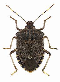 Attēlu rezultāti vaicājumam “Heteroptera”