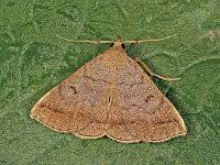 Attēlu rezultāti vaicājumam “Zanclognatha tarsipennalis”