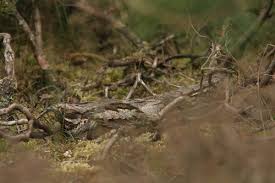 Attēlu rezultāti vaicājumam “Caprimulgus europaeus nest”