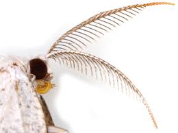 Attēlu rezultāti vaicājumam “Cabera exanthemata male”