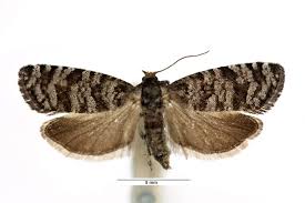 Attēlu rezultāti vaicājumam “Retinia resinella pupa”