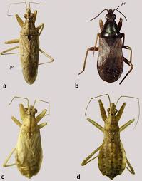 Attēlu rezultāti vaicājumam “Nabidae”