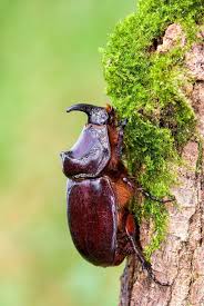 Attēlu rezultāti vaicājumam “Oryctes nasicornis male”