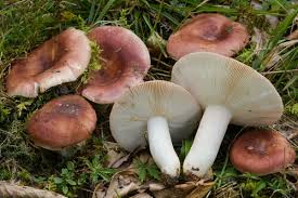 Attēlu rezultāti vaicājumam “Russula vesca”