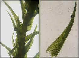 Attēlu rezultāti vaicājumam “Dicranella varia”