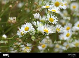 Attēlu rezultāti vaicājumam “Erigeron annuus flower”
