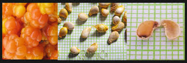 Attēlu rezultāti vaicājumam “Blysmus compressus fruit”