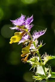 Attēlu rezultāti vaicājumam “Melampyrum nemorosum flower”