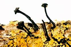 Attēlu rezultāti vaicājumam “Calicium adspersum”