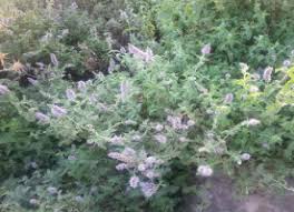 Attēlu rezultāti vaicājumam “Mentha longifolia”