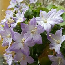Image result for Campanula isophylla