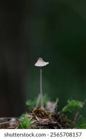 Attēlu rezultāti vaicājumam “Mycena filopes”