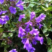 Attēlu rezultāti vaicājumam “Acinos arvensis leaf”