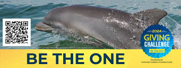 Image result for Dolphina Gc