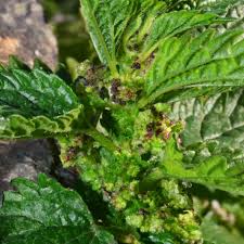 Attēlu rezultāti vaicājumam “Urtica urens”