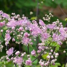 Attēlu rezultāti vaicājumam “Thalictrum aquilegifolium”