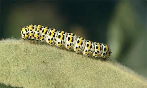 Attēlu rezultāti vaicājumam “Cucullia verbasci larva”