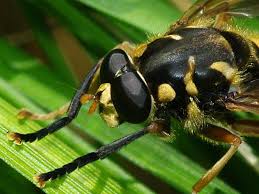 Attēlu rezultāti vaicājumam “Temnostoma vespiforme”