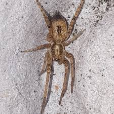 Attēlu rezultāti vaicājumam “Anyphaena accentuata”