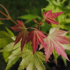 Image result for Acer palmatum `Orange Dream`