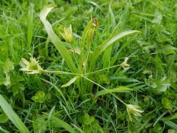 Attēlu rezultāti vaicājumam “Gagea lutea”