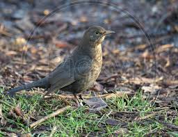 Attēlu rezultāti vaicājumam “Turdus merula female”