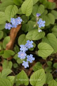 Attēlu rezultāti vaicājumam “Omphalodes verna leaf”