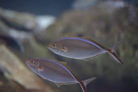 Image result for Caranx ruber