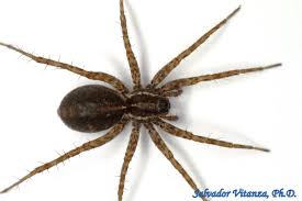 Attēlu rezultāti vaicājumam “Lycosidae”