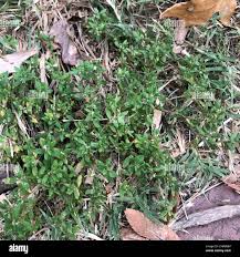 Attēlu rezultāti vaicājumam “Polygonum arenastrum leaf”