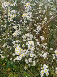 Image result for Aster lanceolatus